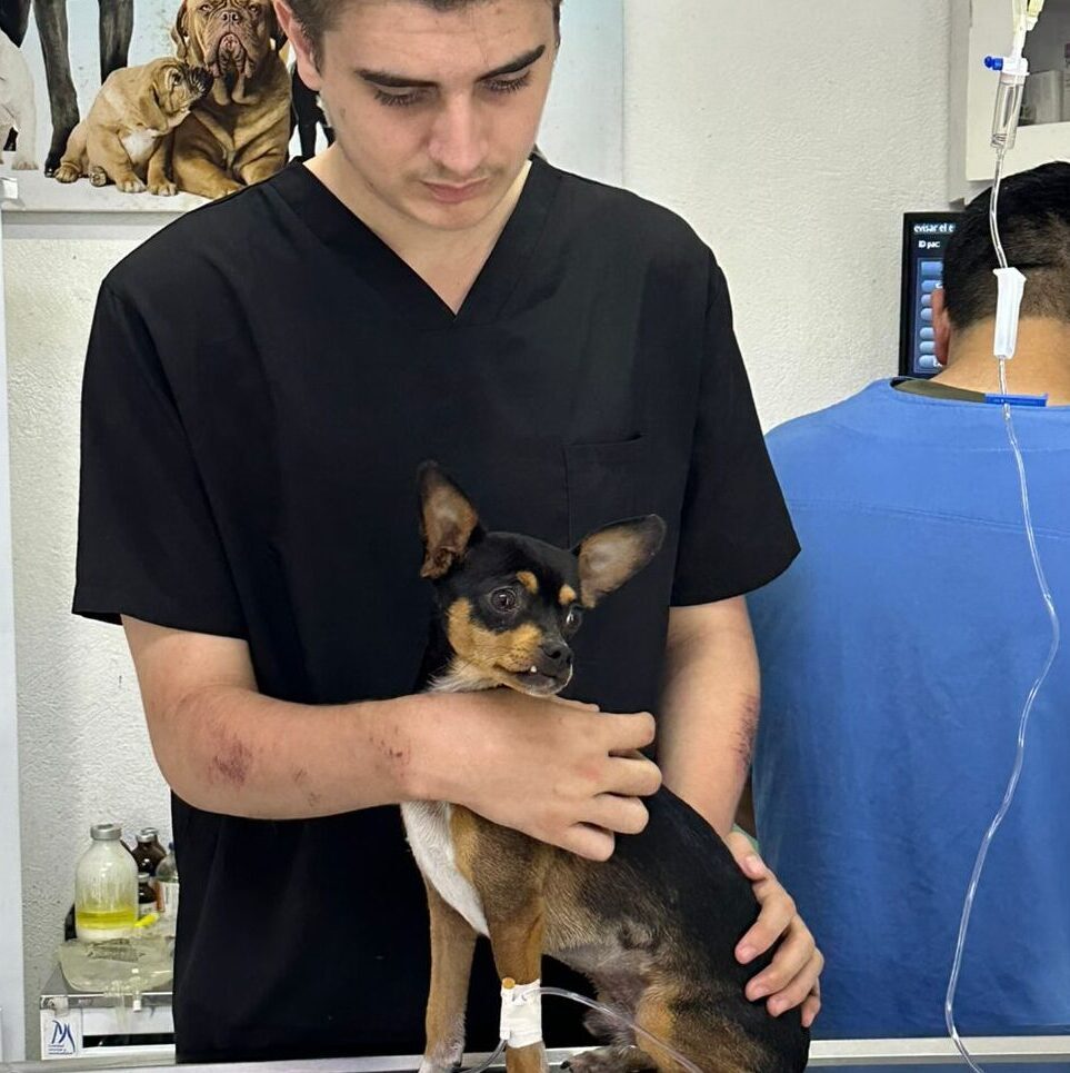 medico veterinario atencion medica veterinaria