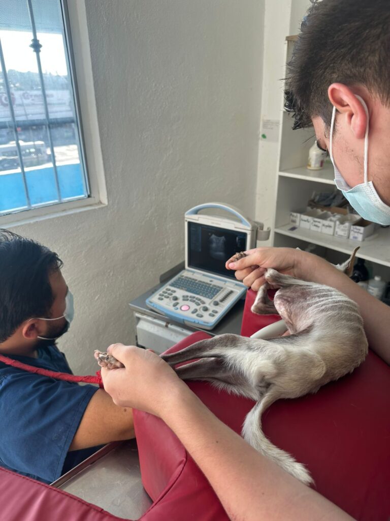 veterinaria medico veterinario