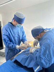 medicos veterinarios