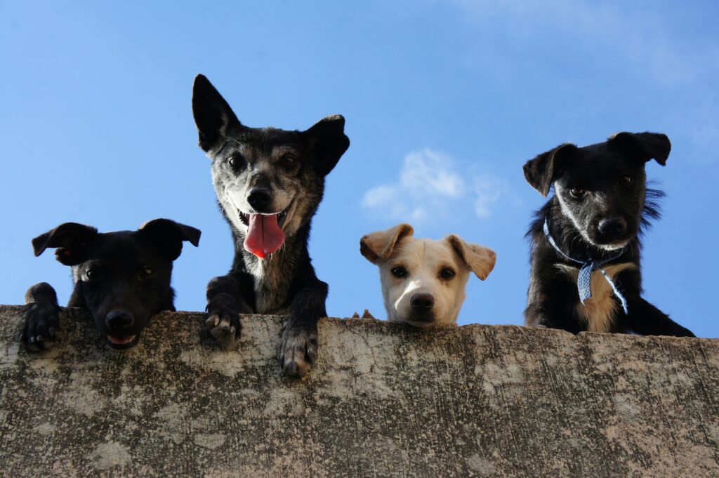 perros perros