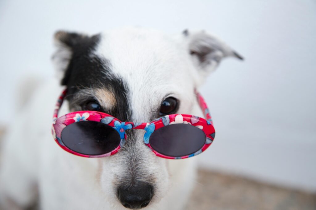 perro perro