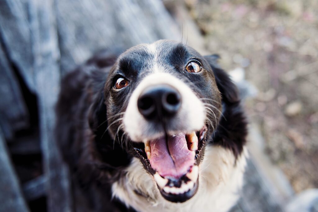 perro perrito
