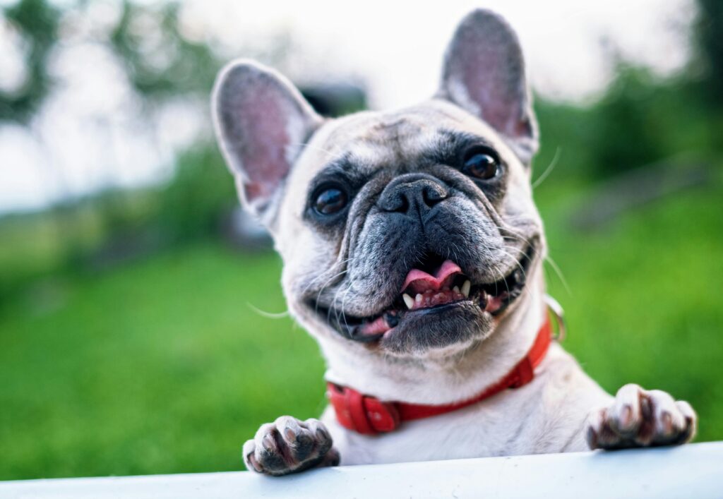 perro perro