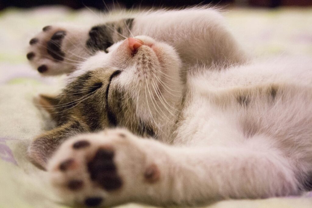 gatito gatito
