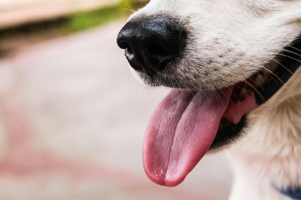 perro perro