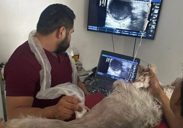ecografia veterinaria ecografia veterinaria
