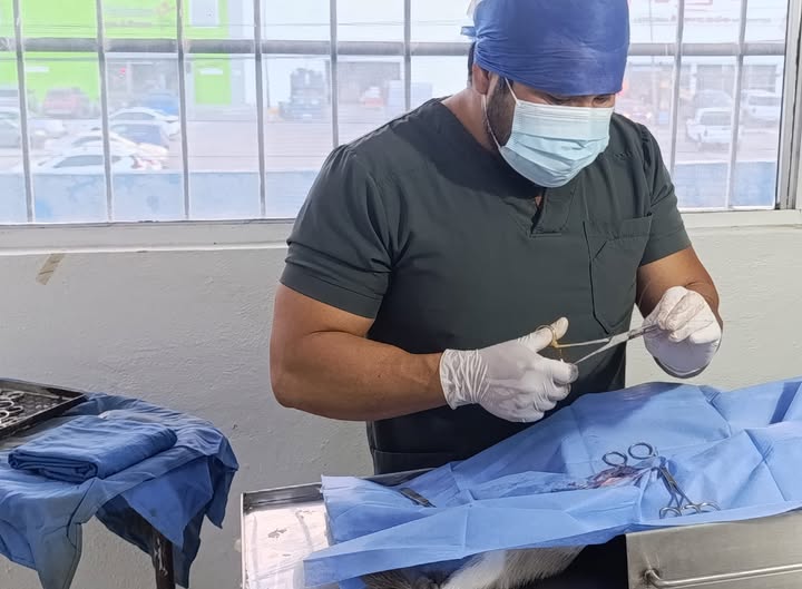 cirugia veterinaria castraciones mascotas